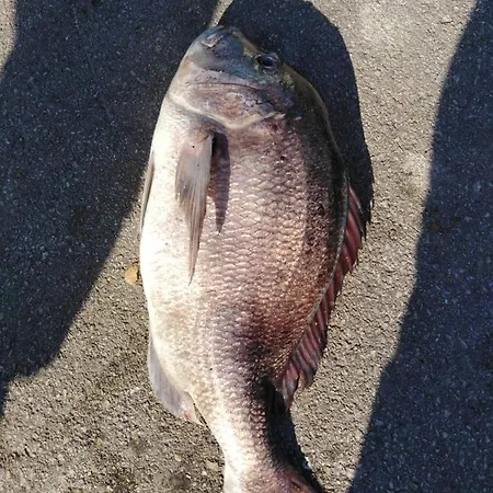 Appartamento Kate - Wake Up To The Sea, Terrace, Garden & Parking, - Dalmatia