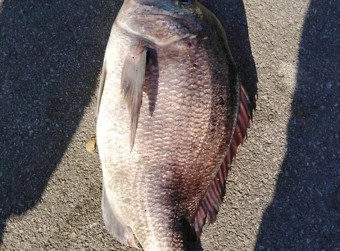 Daire Kate - Wake Up To The Sea, Terrace, Garden & Parking, - Dalmatia